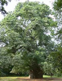 The African Baobab photo
