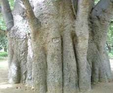 The African Baobab photo