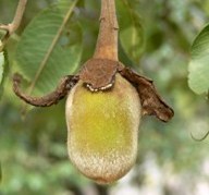 The African Baobab photo