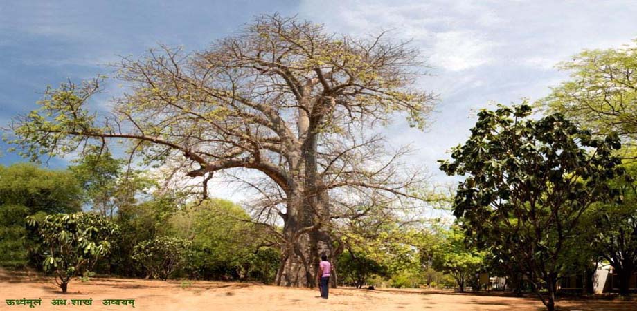 The African Baobab photo