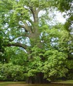 Baobab Tree