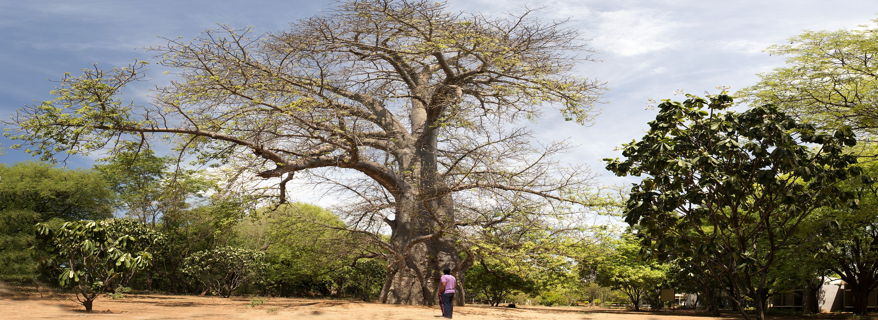 Baobab Tree – Senior most member - Chinmayan family · Photo: Ramanath YFC